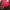 Feltics Gorpcore Track jacket Pria red photo 5
