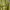 Adidas Streetwear Gorpcore Windbreaker Pria yellow photo 2