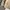 Uniqlo Streetwear Casual Parka Pria cream photo 4
