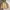 Uniqlo Streetwear Casual Parka Pria cream photo 1