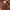 Buzz Ricksons Vintage Parka Pria brown photo 6
