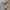 LAINE Casual Formal shirt Pria tan blue photo 5