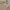 LAINE Casual Formal shirt Pria tan blue photo 2