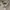 Dunlop Casual Formal shirt Pria tan cream photo 4