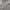 LAINE Casual Formal shirt Pria gray photo 4