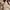 Sportswear Track jacket Pria tan photo 4