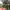 Von Dutch Casual Hat Pria multicolor green photo 3
