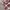 LAINE Casual Formal shirt Pria white red photo 5