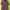 Stussy Y2K Casual Polo shirt Pria purple black photo 1