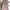 Coquette Handbag Wanita multicolor photo 3