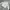 Sportswear Windbreaker Pria cream photo 1