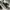 Nike Indie Casual Sneakers Pria white black photo 2