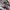 MLB Streetwear Skater Sweatshirt Pria gray photo 2