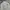Adidas Sportswear Fleece Pria gray photo 3