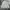 Adidas Sportswear Fleece Pria gray photo 2