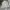 Adidas Sportswear Fleece Pria gray photo 1
