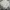 Adidas Sportswear Minimalist Fleece Pria gray photo 3