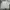 Adidas Sportswear Minimalist Fleece Pria gray photo 2