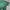 Champion Casual T-shirt Pria green photo 2