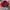 Head Sportswear Windbreaker Pria red black photo 1