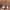 Adidas Streetwear Sneakers Pria tan photo 6