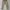 Dickies Vintage Streetwear Other Pria tan cream photo 1