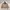 Carhartt Streetwear Casual Harrington jacket Pria tan brown photo 1