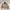 Carhartt Streetwear Casual Harrington Jacket Pria Tan Brown