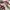 Onitsuka Tiger Indie Casual Sneakers Pria burgundy white photo 2
