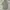 Hazzys Casual Polo shirt Pria green photo 1