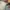 Dickies Vintage Casual Casual pants Pria khaki photo 4