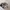 VANS Biker Casual Sneakers Pria white gray photo 3