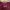Under Armour Sportswear Jersey Pria burgundy photo 4