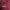 Under Armour Sportswear Jersey Pria burgundy photo 5