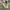 Adidas Casual Sneakers Pria yellow photo 4