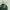 Millet Sportswear Jersey Pria Green