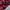 Streetwear Casual Casual shirt Pria red black photo 5