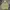 Avirex Vintage Y2K Hoody Pria tan photo 1