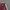 Casual Leather jacket Pria burgundy red photo 4