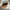 Nike Casual Sneakers Pria tan gray photo 5