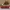 Converse Streetwear Sportswear Sneakers Pria Tan Brown