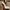 LANVIN Luxury Heels Wanita gold white photo 3