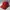 Sportswear Hat Pria red photo 1