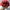 Sportswear Hat Pria red photo 3