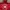 Converse Streetwear Sportswear Track jacket Pria red photo 1