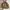 Uniqlo Y2K Casual Puffer jacket Pria gold cream photo 1