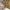 Uniqlo Y2K Casual Puffer jacket Pria gold cream photo 6