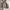 Uniqlo Y2K Casual Fleece Pria tan cream photo 1