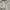 Japanese brand Fairy Coquette Cami top Wanita white cream photo 5