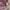 Executive Casual Trench coat Wanita purple photo 1